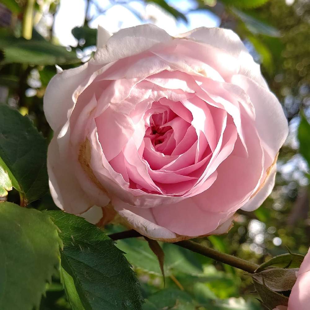 小さな庭の画像 by 庭野華子さん | 小さな庭とオリビアローズ オースチンとばら バラ 薔薇とバラのある暮らしとPinkRoseとイングリッシュ・ローズとEnglish roseと香りの良いバラとバラが好きと花のある暮らしと薔薇♪とロザリアンとERとDAVID AUSTIN ROSESとrose