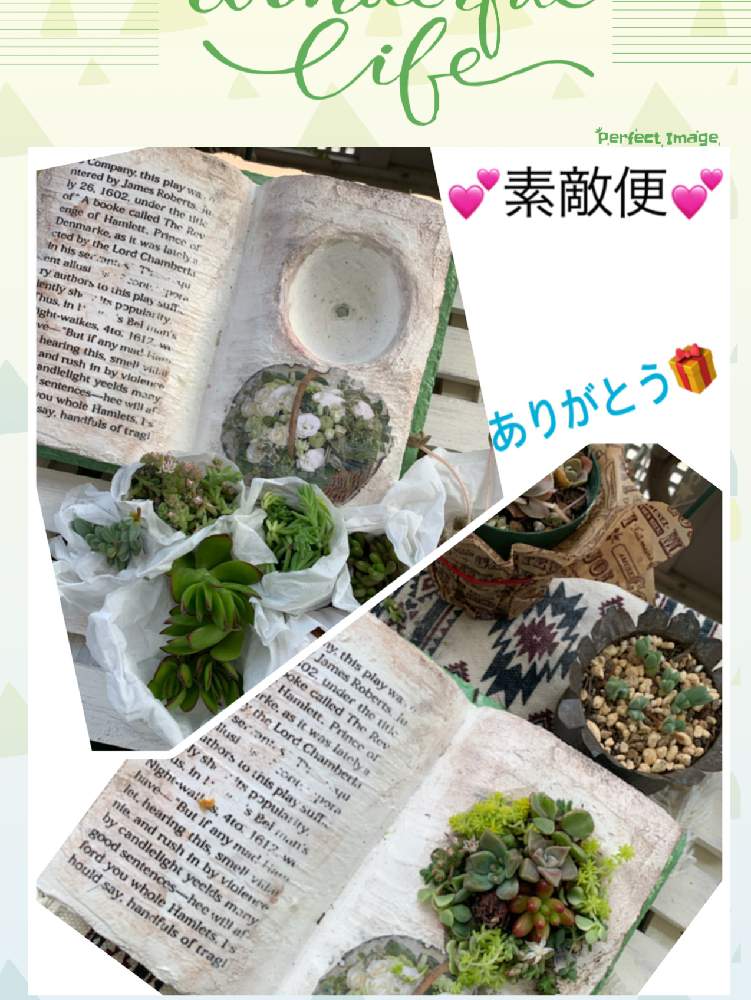 の画像 by fumi fumiさん | GSのお友達と❤と 幸せ便とモルタル造形と素敵便♥️と私の宝物❤️と碧漁連 子持ち蓮華とかわいい❤と南側ベランダ