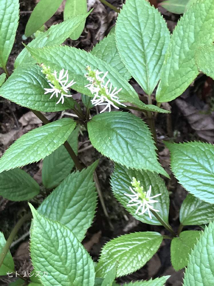 お出かけ先の画像 by アキラさん | お出かけ先と春の山野草と山歩きの花々と一人静(ヒトリシズカ)