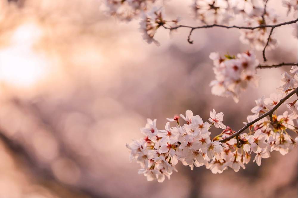 の画像 by satomiさん | カメラ女子と癒しとさくら 桜 サクラとやさしい気持ちと『2021桜』フォトコンテストと桜 ソメイヨシノ