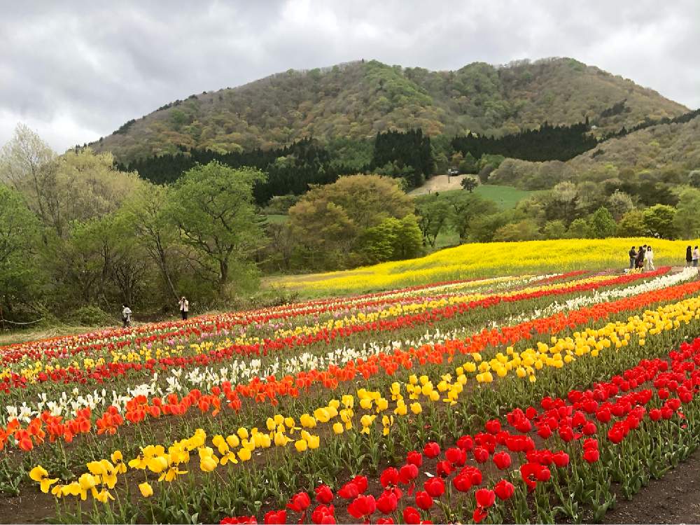 お出かけ先の画像 by ロンさん | お出かけ先とチューリップと菜の花と春のお花とオープンガーデンと綺麗とチューリップ畑と可愛い