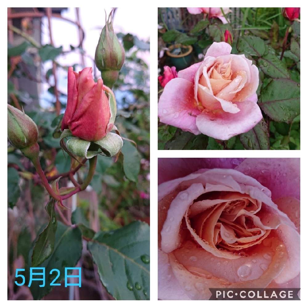 小さな庭の画像 by りなぽーさん | 小さな庭とディスタント・ドラムスとつるバラ ジュリアとXperiaで撮影とrinaディスタント ドラムスとrinaつるバラ ジュリア