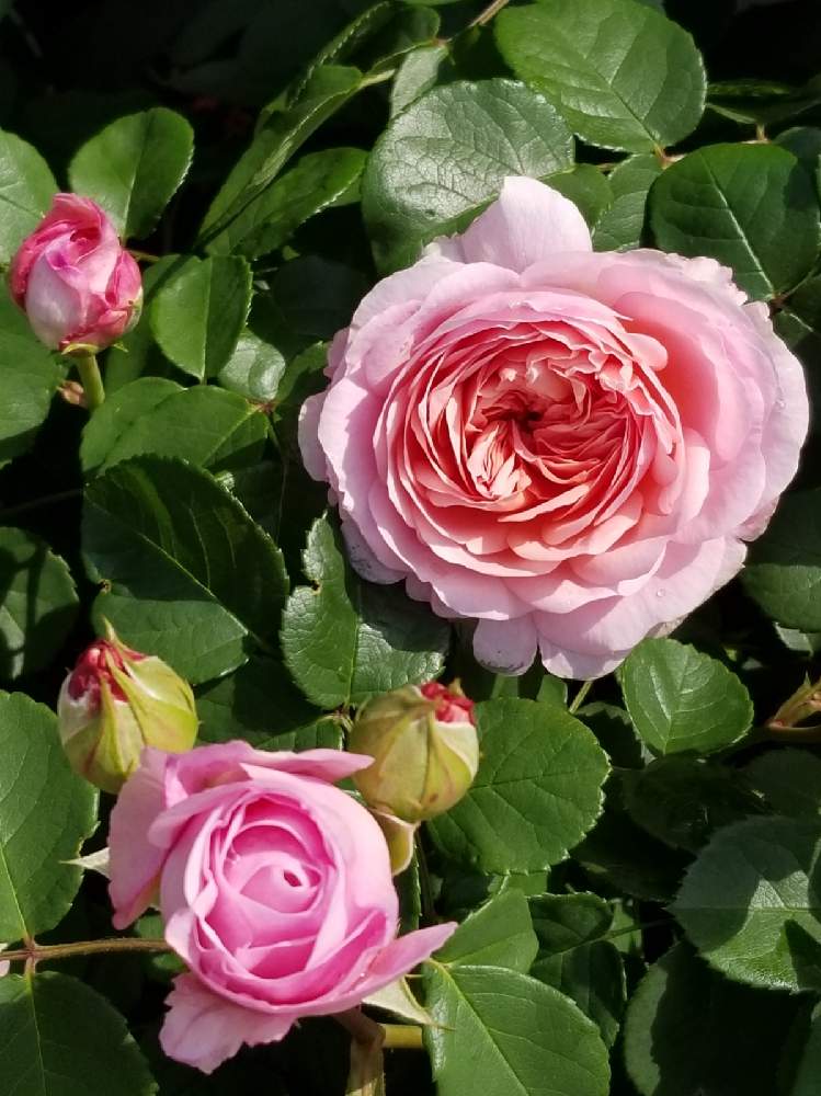 小さな庭の画像 by takiさん | 小さな庭とばら バラ 薔薇とお花が好きとおうち園芸とお花に癒されてと植中毒とバラ好きとイングリッシュ・ローズと花のある暮らしとDAVID AUSTIN ROSESと良い香りとばらに魅せられて
