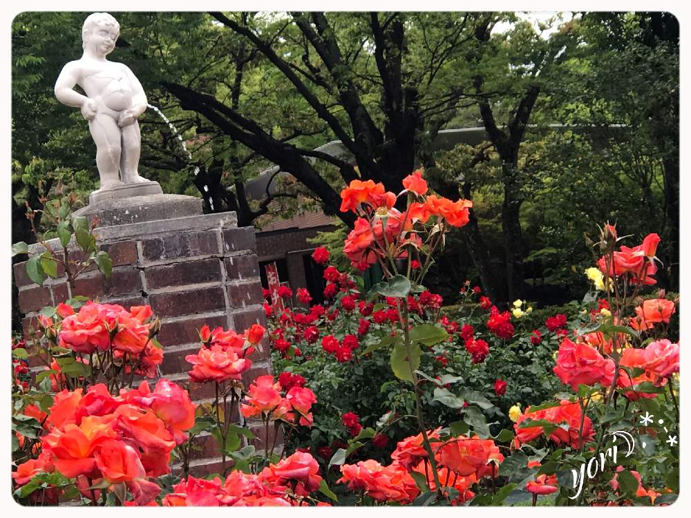 お出かけ先の画像 by yori☽︎︎.*·̩͙さん | お出かけ先とバラといい夢見てね♬.*゚と今日もお疲れ様でした♡とピンク好き♡と体調に気をつけて!とHTCNo.51とありがとうです♥️と地震に気をつけてねと感謝❤️と花の16年組♡とチーム福岡とこんばんは☆と今週もよろしくです♡と今日に感謝♡とおやすみなさい⭐と久留米 石橋文化センター