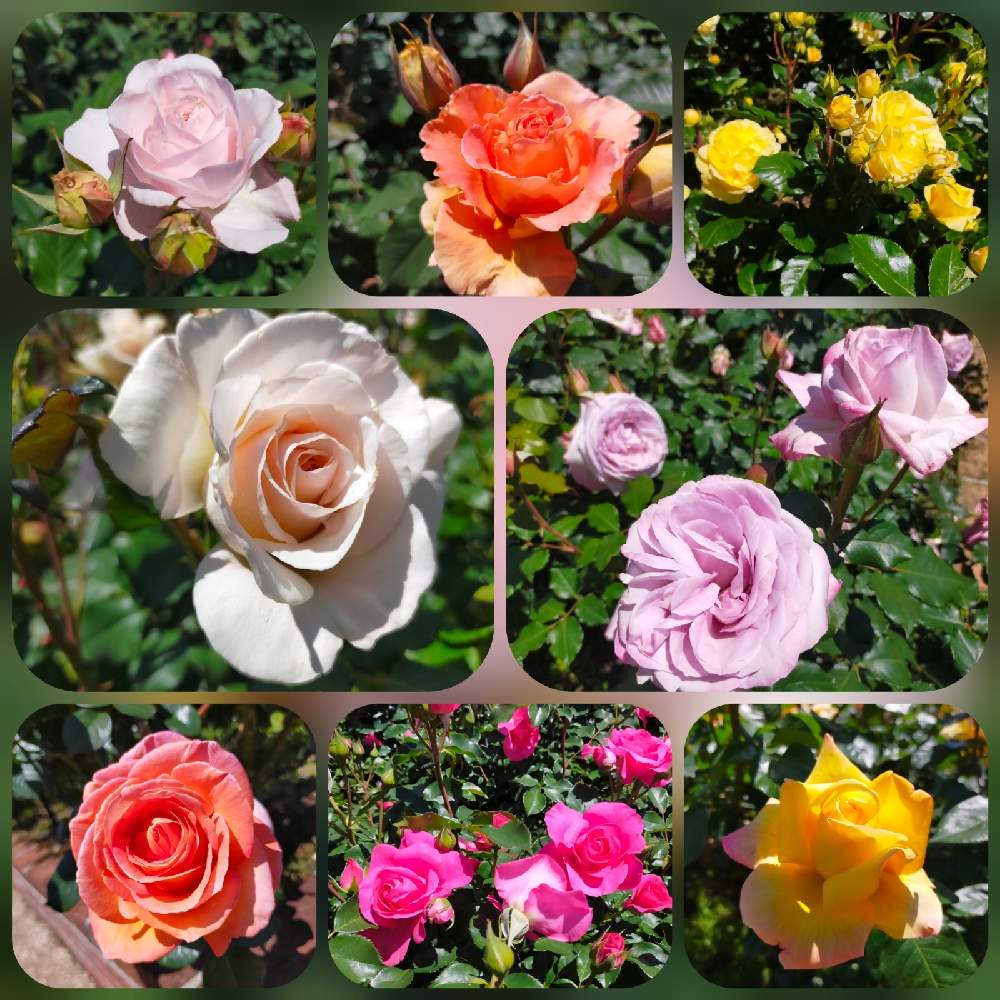 お出かけ先の画像 by ちけさん | お出かけ先と薔薇とHT ライラックビューティーとピースとフレンチレースとベル ロマンティカとバラ ブラスバンドとバラ うららとバラ ’ エル 'と花ぼんぼり(ハナボンボリ)とバラ園とばら バラ 薔薇と癒しの花と美しい✨✨と花のある暮らしと花が好きと良い香りとばらに魅せられて
