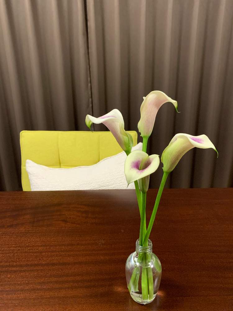 部屋の画像 by muuuさん | 部屋とカラーと記念日と植物のある生活と植物のある暮らしと花を飾ろうと植物のある風景と新婚さんと花のある食卓とカラーの花