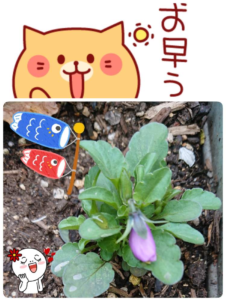 小さな庭の画像 by 苺さん | 小さな庭とプランターとおうち園芸とお家栽培とビオラの栽培とお家で栽培とプランター植え
