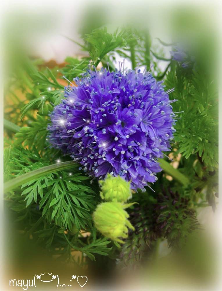 部屋の画像 by mayuさん | 部屋と春♡とハートズキュンとお花❁˚と花のある暮らしとギリア カピタータ✨