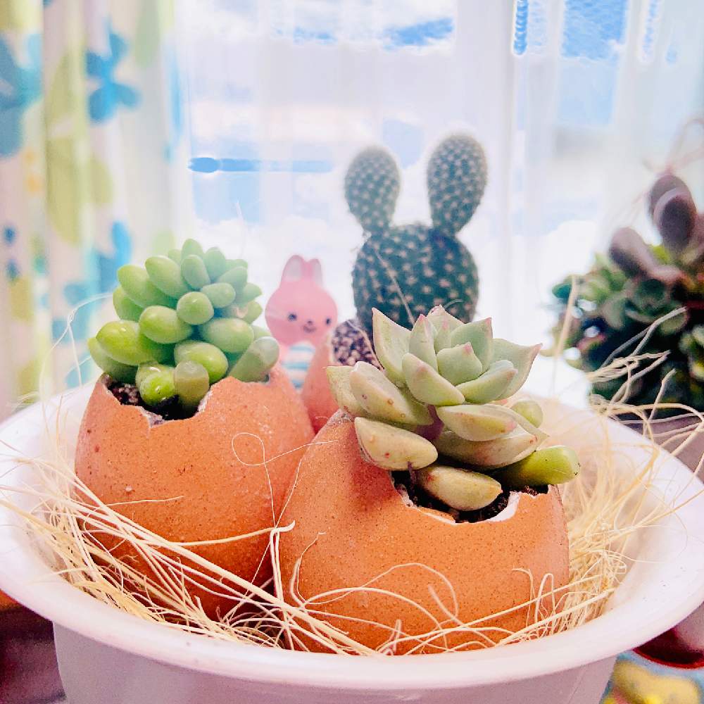 部屋の画像 by UGUISUさん | 部屋とエッグポットと多肉植物寄せ植え☘️とGS皆様ありがとう