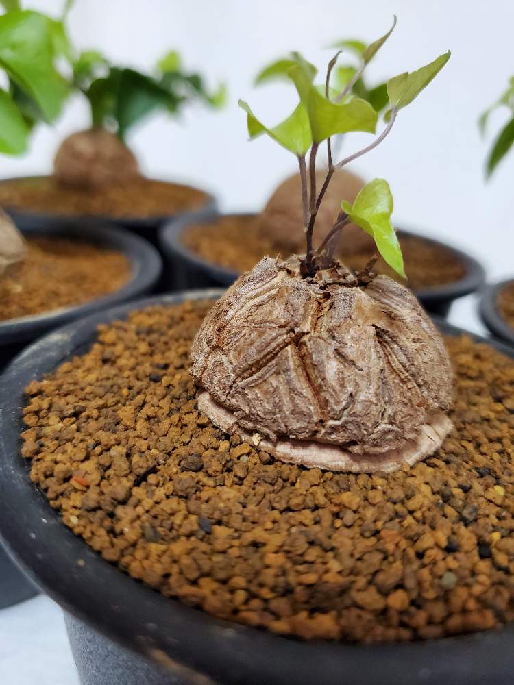 の画像 by ふらわーあんどぐりーんheh(花エリカ白楽店)さん | 多肉植物と観葉植物と楽天市場と黒鉢とフォロー歓迎とネット販売と観葉植物好きと多肉植物のある暮らしとコーデックスとコーデックスのある暮らしとピザールプランツと塊根植物とディオスコレア亀甲竜と観葉植物のある暮らしと3号鉢と多肉植物好きといいね♥ありがとうございます✨