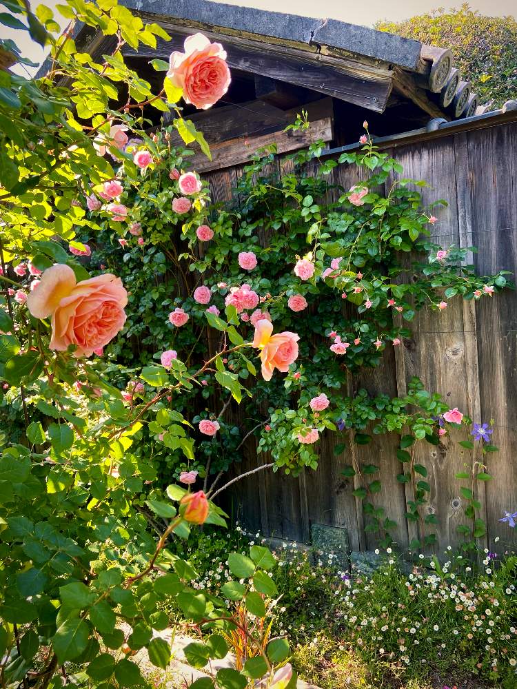の画像 by あっこさんさん | ばら バラ 薔薇とストロベリーヒル 薔薇と古住居と薔薇のアーチとナチュラルガーデンと古住居の南ガーデンと開花までワクワク(^O^☆♪とERアブラハムダービーとクレマチス・アラベラと自慢のバラ_2021