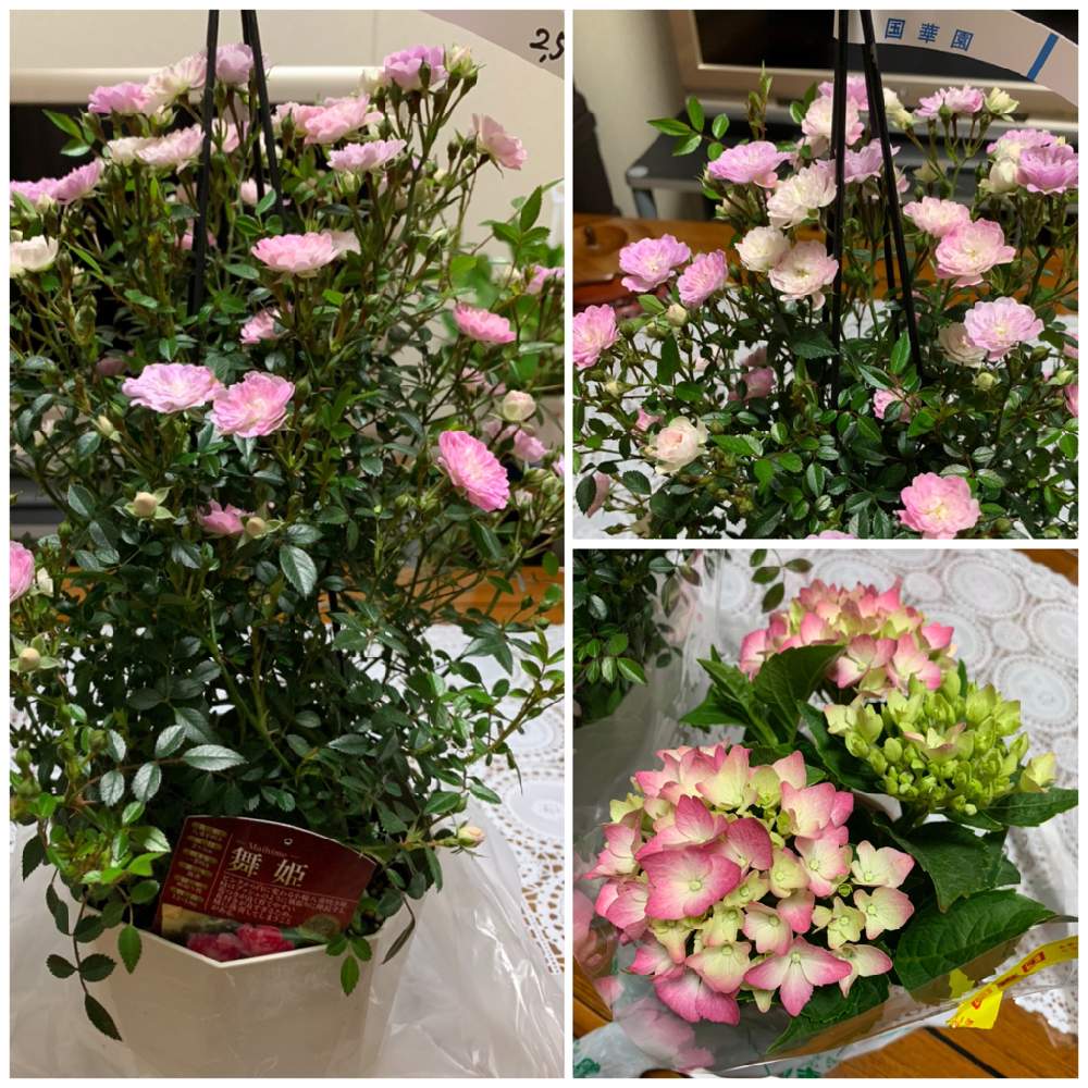 の画像 by trgeさん | 紫陽花と薔薇とつるバラ・舞姫と母の日と国華園