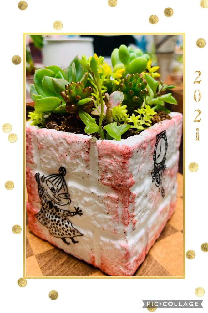 部屋の画像 by UGUISUさん | 部屋とタニラ-と多肉植物寄せ植え☘️