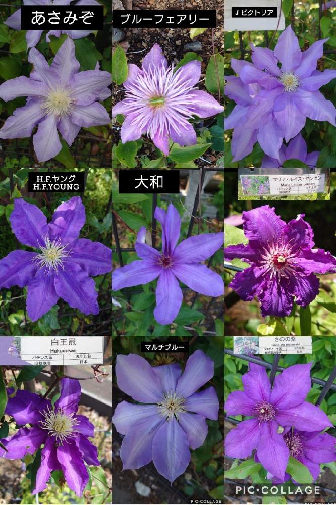 の画像 by トリトンさん | クレマチスとキュンキュン乙女倶楽部と医療・介護の皆様に感謝と相模原麻溝公園とマザーパープルといつもありがとう♡と薄紫色の花とGS散歩☆相模原とかわいい♡と癒やされる♡とGS日和としあわせ運べるようにとキュンキュン乙女倶楽部No.183と青い花マニアとチーム・ブルーとチーム・ブルーNo.009と青いクレマチスマニア