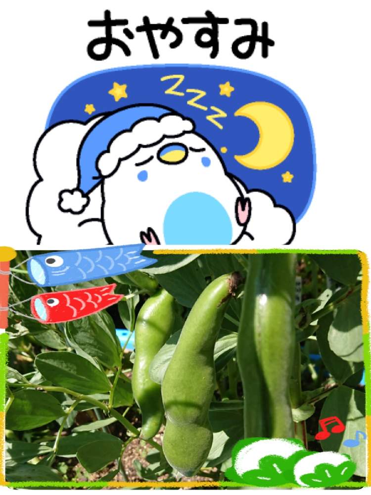 畑の画像 by 苺さん | 畑とプランターとお家栽培とお家で栽培とプランター植えとおうち園芸と空豆の栽培