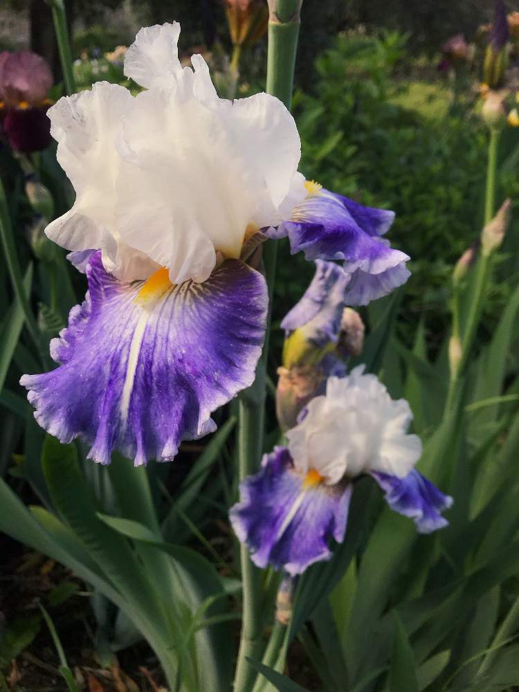 お出かけ先の画像 by gattonaさん | お出かけ先とGS中毒とあやめの花とフィレンツェ とお花の好きな人とつながりたいとお花が好き♡と市の紋章の花とチーム海外