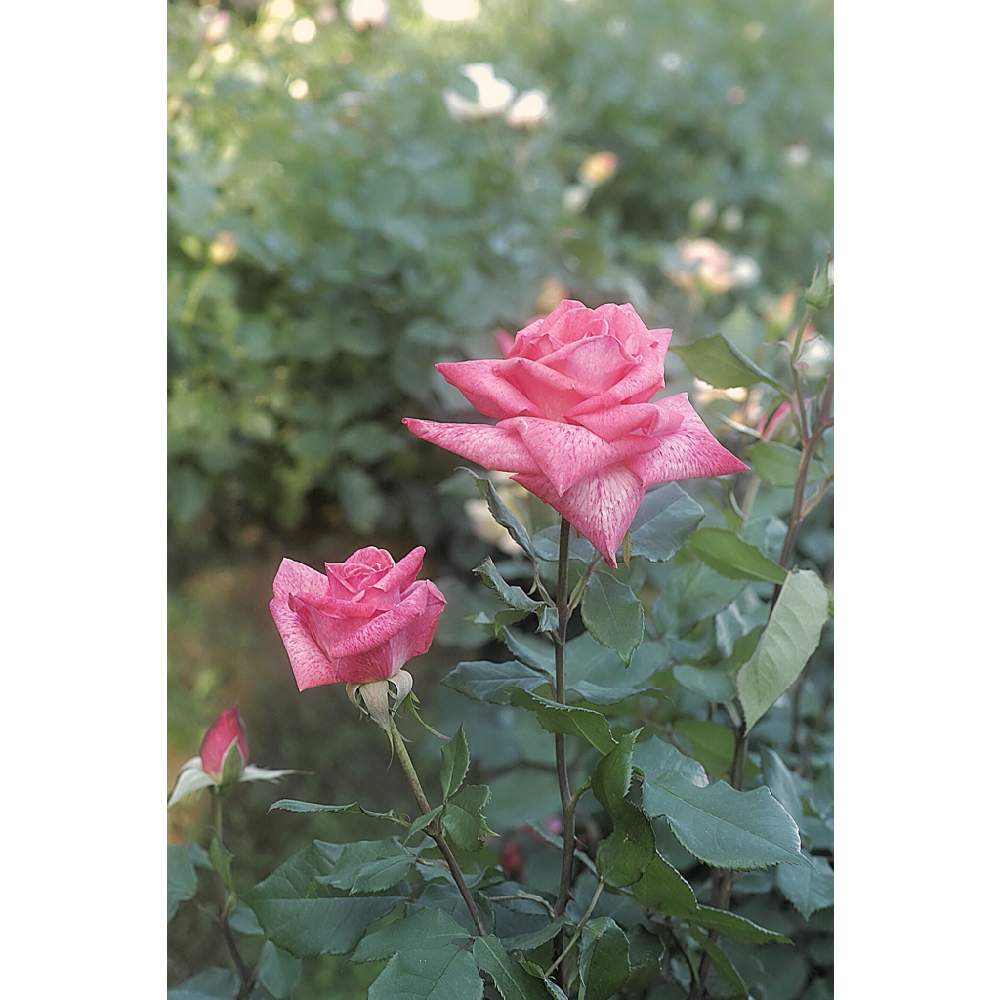 の画像 by nesoさん | バラ ピエールカルダンとnesoの薔薇とあっ火曜日と街中の娘さんと与野公園とローカルカメラマンかな?!(笑)とFoveonと埼玉県さいたま市と三姉妹かわいい♡
