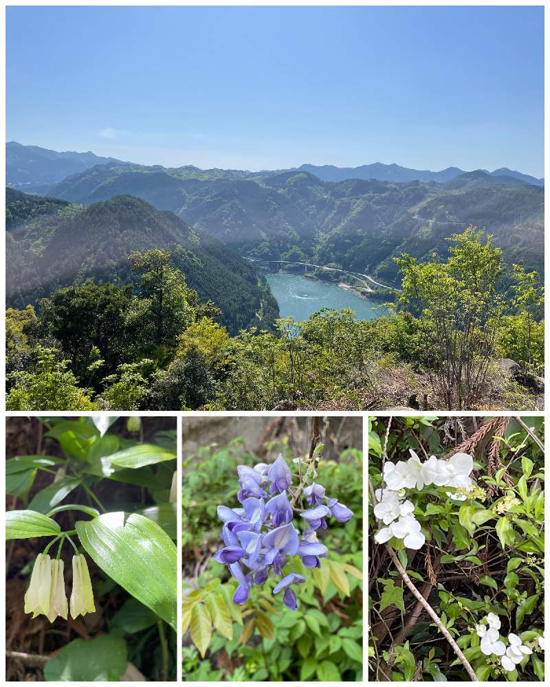 の画像 by R.sugarさん | 山藤とガクウツギとホウチャク草と山野草とお花のある暮らしと山ガールとだいすき♥️