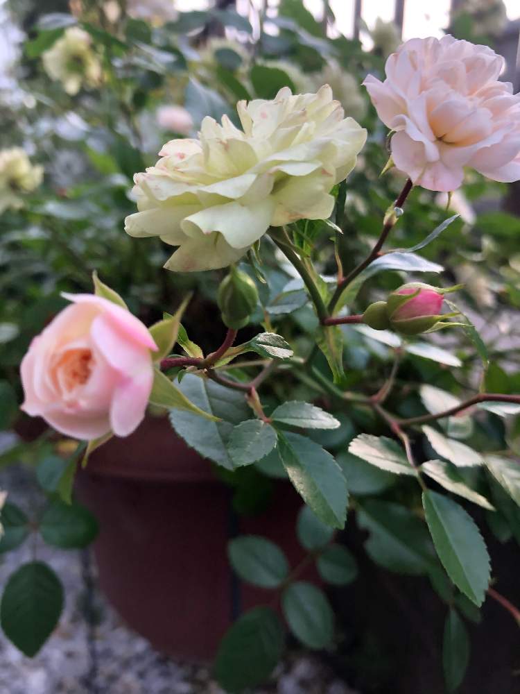 小さな庭の画像 by mutsuchiyanさん | 小さな庭とグリーンアイスと挿木ミニバラと薔薇好きと癒しと挿木のバラと愛しいとありがとうと美しいと楽しみと休日のひと時とガーデニングとミニバラ グリーンアイスと小さな小さな庭と花のある暮らしと薔薇♪と頑張るばい!熊本!と薔薇の花