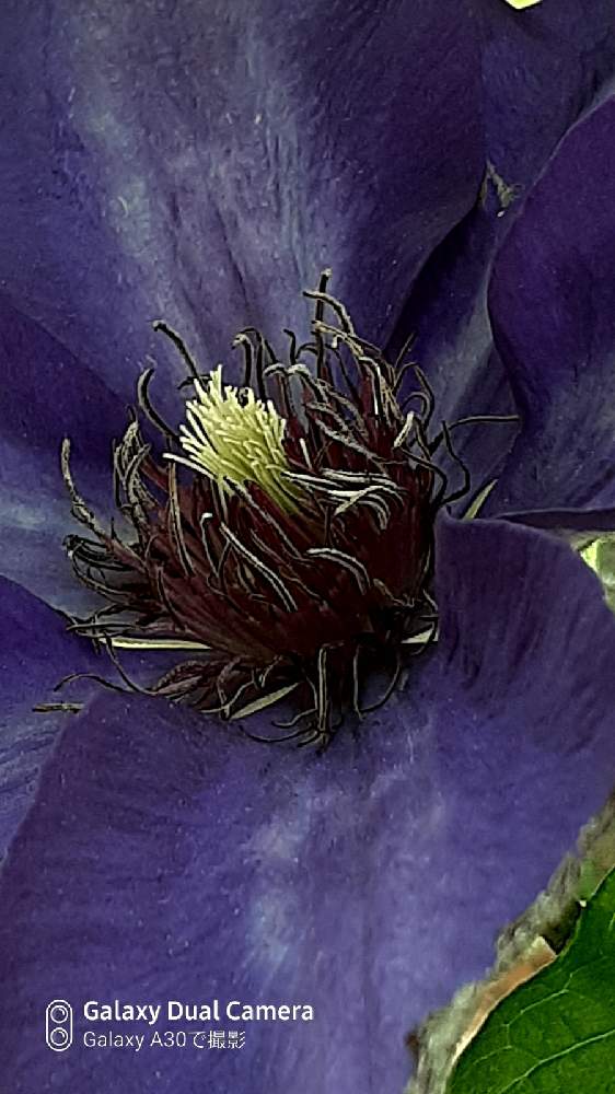 お出かけ先の画像 by samoanママさん | お出かけ先とwildflower gardenブルーボネットと火曜はマクロの発表会