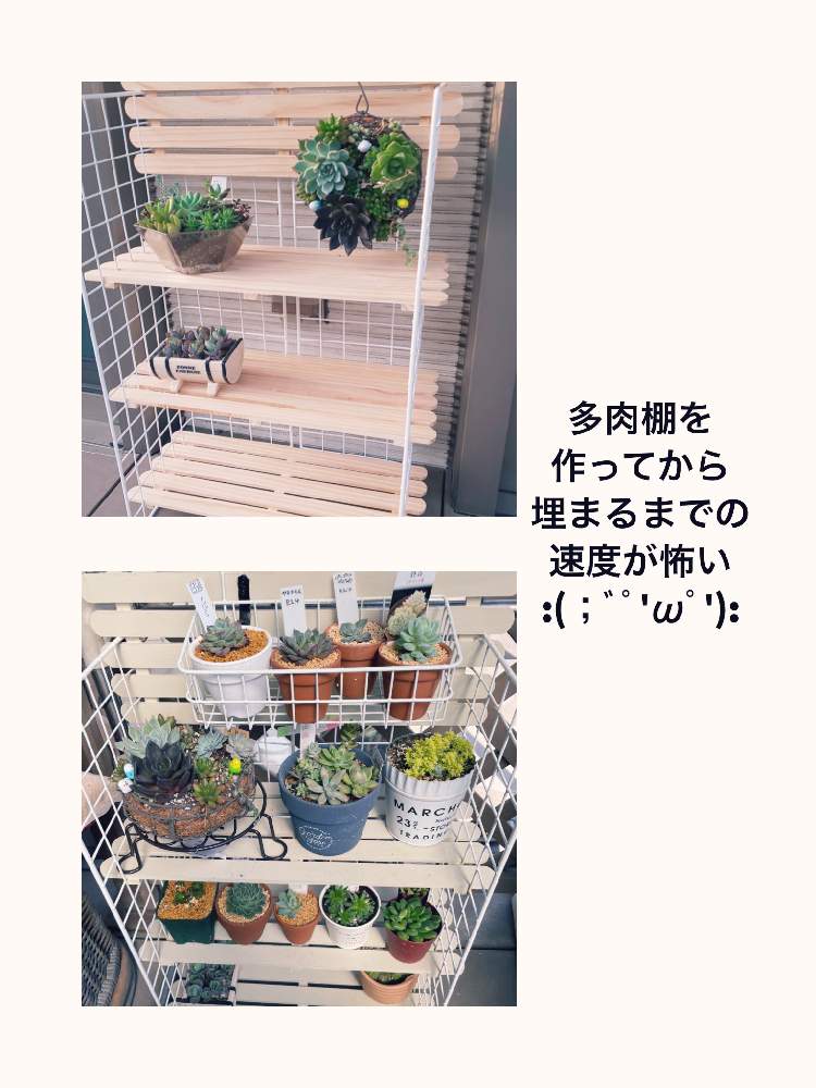 バルコニー/ベランダの画像 by maoさん | バルコニー/ベランダと多肉植物と百均多肉と多肉超初心者と多肉好きな人と繋がりたいと多肉棚