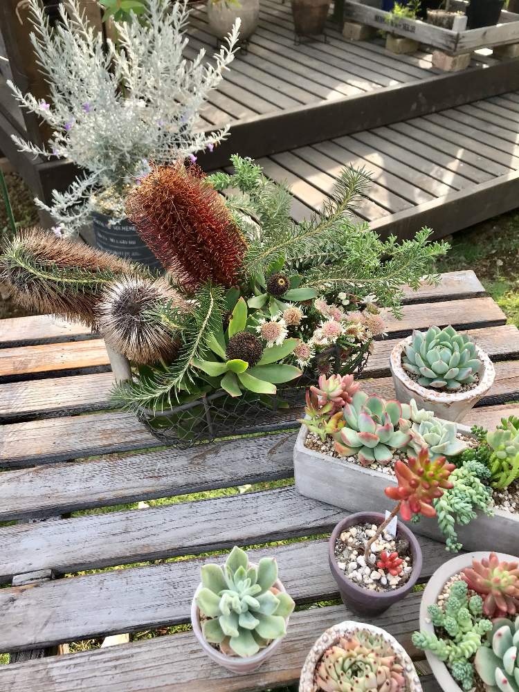 小さな庭の画像 by じゃがいもさん | 小さな庭と多肉植物とウッドデッキと緑のある暮らしとネイティブプランツと花のある暮らしと葉も美しいと バンクシア