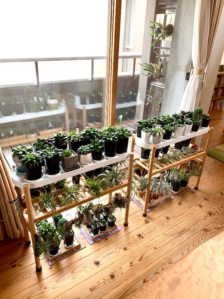 窓辺の画像 by GREENROSEさん | 窓辺と観葉植物とハオルチア属とtillandsia seedlingと癒しとGS映えと植物とGS日和とおうち園芸と植中毒とチランジア属と チランジアとリビングとかわいいな♡とGREEN UP!と霧吹きとエアプランツとインテリアグリーンとエアープランツ/チランジア