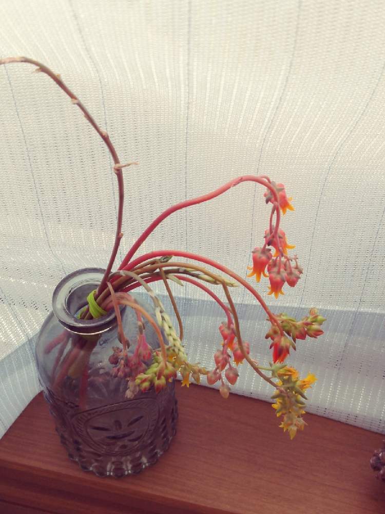 窓辺の画像 by ジェネ子さん | 窓辺と多肉大好きと多肉植物のある暮らしとたにくあそび。と花芽と春のリビングフラワーフォトコン