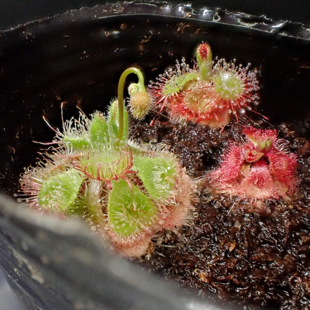 部屋の画像 by 熊みたいな熊さん | 部屋とdrosera burmanniiと観葉植物と食虫植物と室内栽培専門と室内栽培と草植系男子とおうち園芸とモウセンゴケ類と珍奇植物とドロセラ類とLED栽培