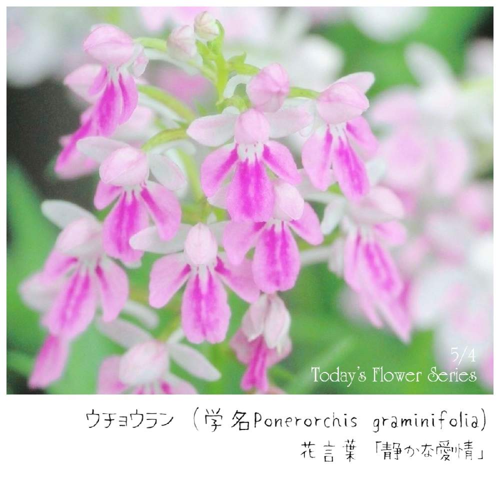 お出かけ先の画像 by RUI★黝-ユウ-(´•௰W)静養中さん | お出かけ先とウチョウランとToday’s Flower Seriesと山野草と今日のお花と花好きバンドマン