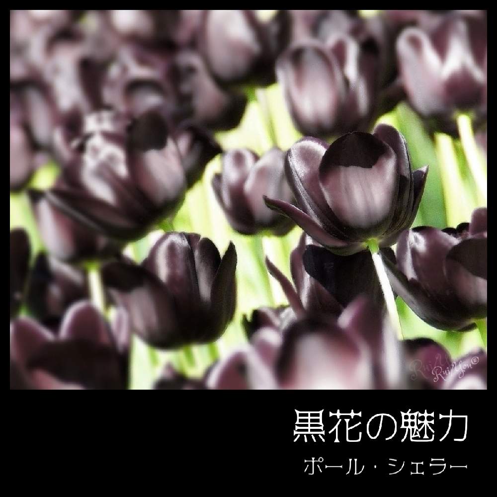 お出かけ先の画像 by 黝-ユウ-(´•௰W)♂体調不良執筆再開さん | お出かけ先とチューリップとチューリップ ポールシェラーと黒い花と黒花の魅力とおうち園芸と黒い花マニアと花好きバンドマンと黝の図鑑シリーズ