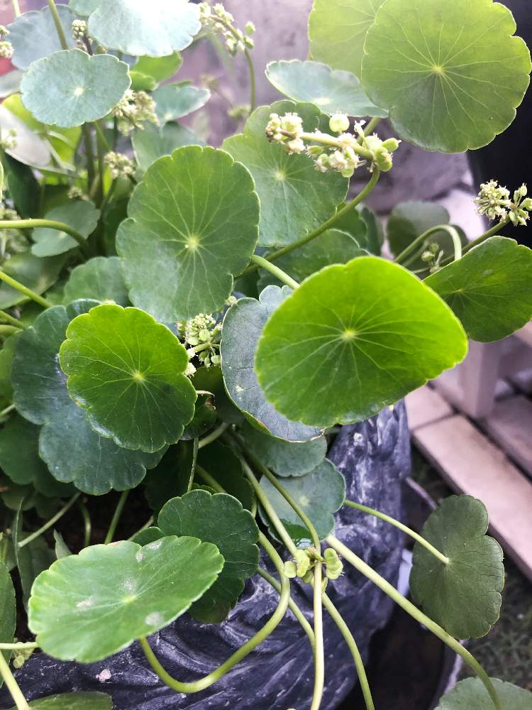 バルコニー/ベランダの画像 by ALEXさん | バルコニー/ベランダとウォーターマッシュルームと花芽と観葉植物とグリーンのある暮らしとベランダガーデニングとおうち園芸とつぼみと水生植物と観葉植物のある暮らしと水生植物ウォーターマッシュルームと草花大好きとインテリアグリーンとウコギ科とチドメグサ属