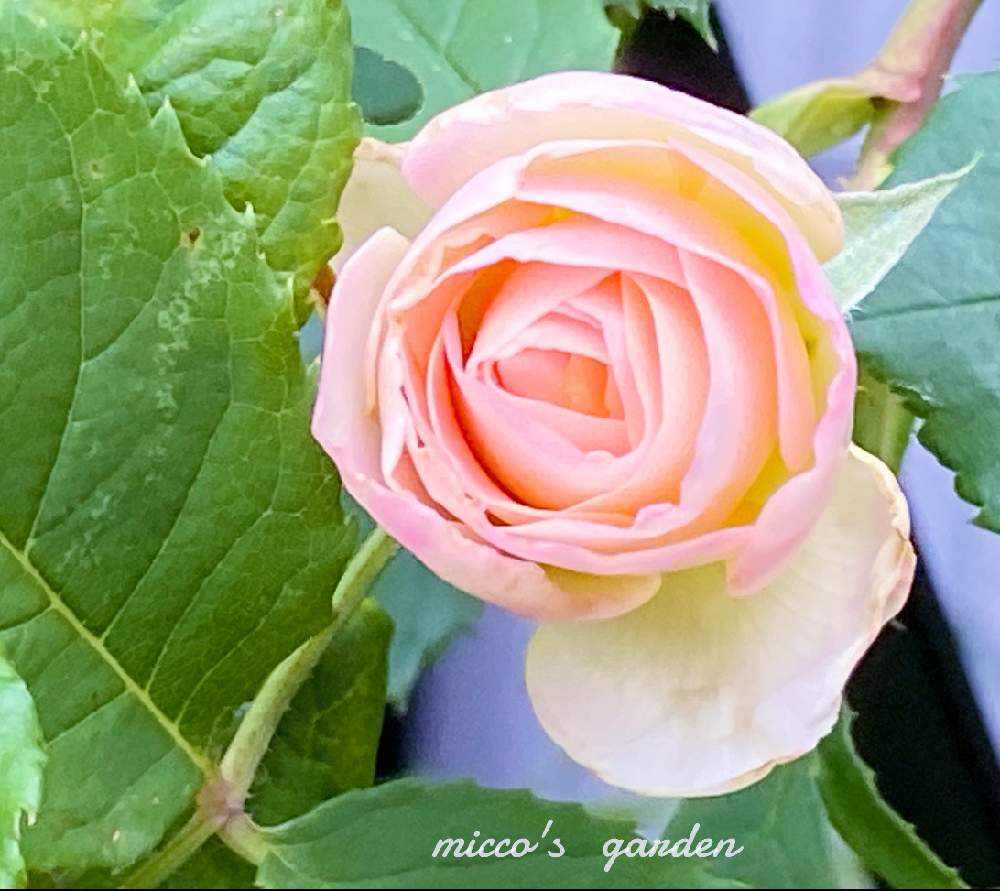 小さな庭の画像 by miccoஐ♡さん | 小さな庭とバラ 彩華と緑ある暮らしとお花大好き♡とマイガーデンとつるバラと心ほっこりと庭づくりと鉢植えとグリーン大好きとガーデニングと花のある暮らしとGS皆様ありがとうとお花とグリーンある暮らしといやし♪とつるバラ彩華と日本を元気に♡
