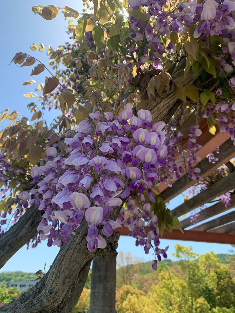 の画像 by 小手鞠さん | 藤の花とやっぱりグリーンが好きと皆様に感謝と植物に恋してる