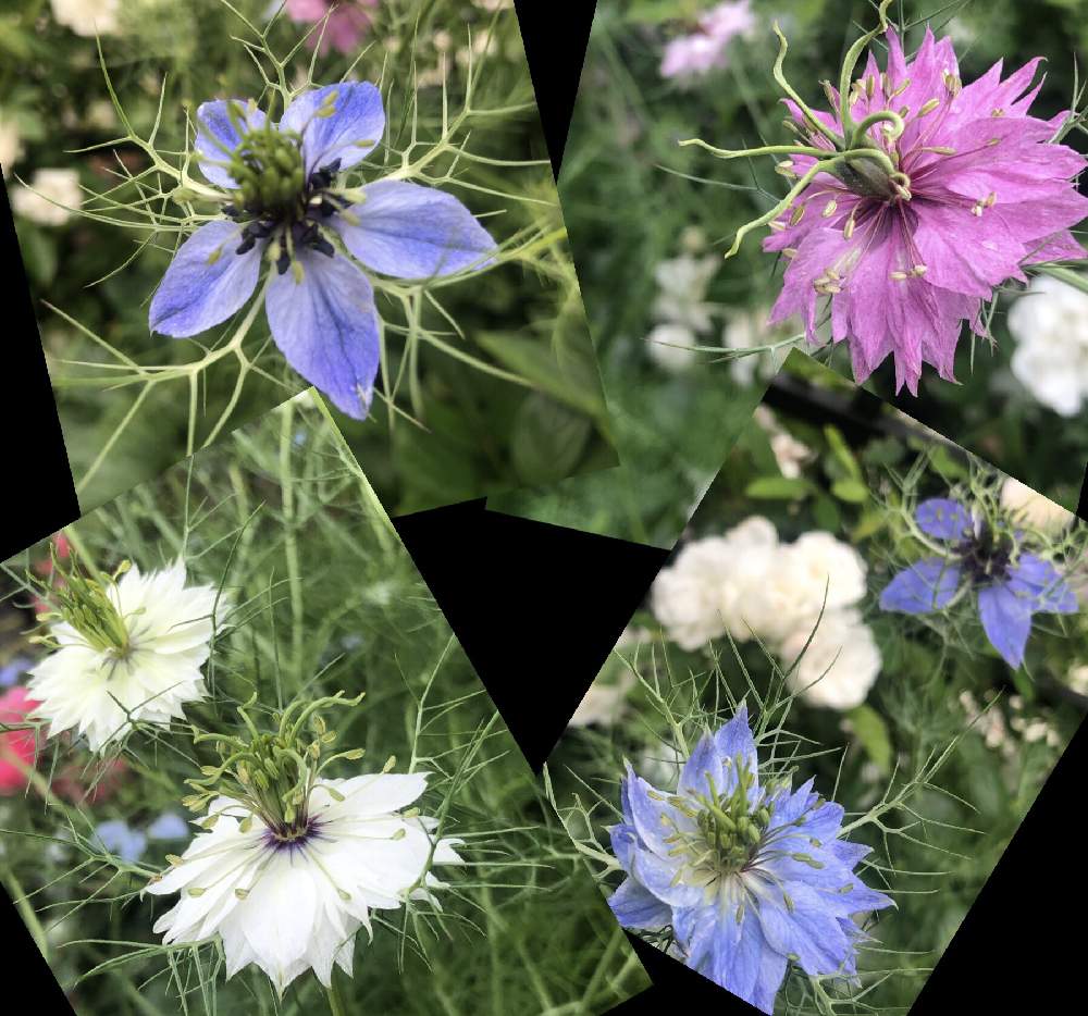 小さな庭の画像 by mutsuchiyanさん | 小さな庭とニゲラとニゲラの花と癒しと愛しいと美しいと休日のひと時とガーデニングと小さな小さな庭と花のある暮らしと頑張るばい!熊本!