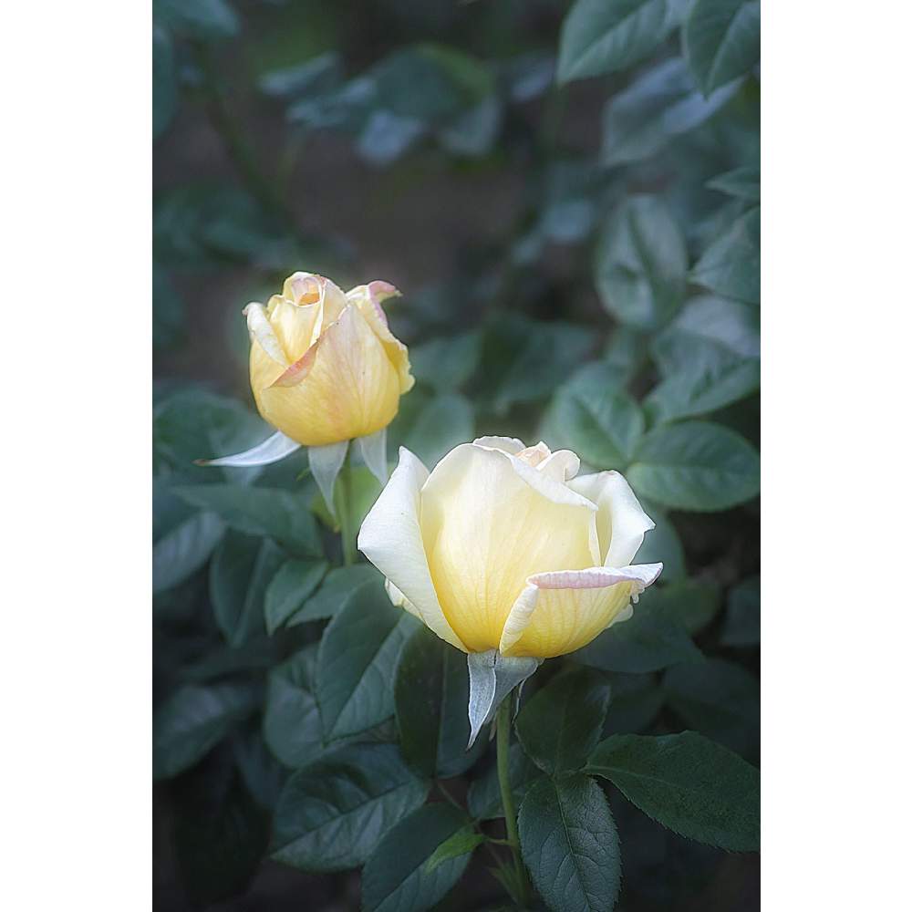 の画像 by nesoさん | 天津乙女とnesoの薔薇と街中の娘さんと与野公園と水曜ローズショーとローカルカメラマンかな?!(笑)とFoveonと埼玉県さいたま市
