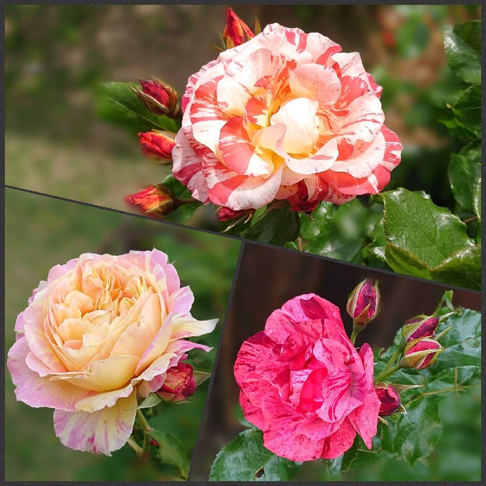 の画像 by さあやさん | バラとラレーヌドゥラニュイとグルマルディと薔薇 クロード・モネとスマホ撮影とキュンキュン乙女倶楽部と薔薇愛同盟とsaaya gardenと花好きさんと繋がりたいとおうち園芸と2021 GSでバラ園とデルバールと花のある暮らしと植物マニア