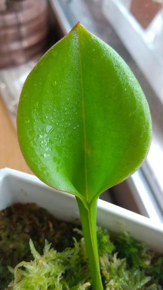 部屋の画像 by ネペンさん | 部屋とH.fullculata×purpurascensと観葉植物と食虫植物と珍しいと美しいと珍奇植物とヘリアンフォラ属と食虫植物 ヘリアンフォラ