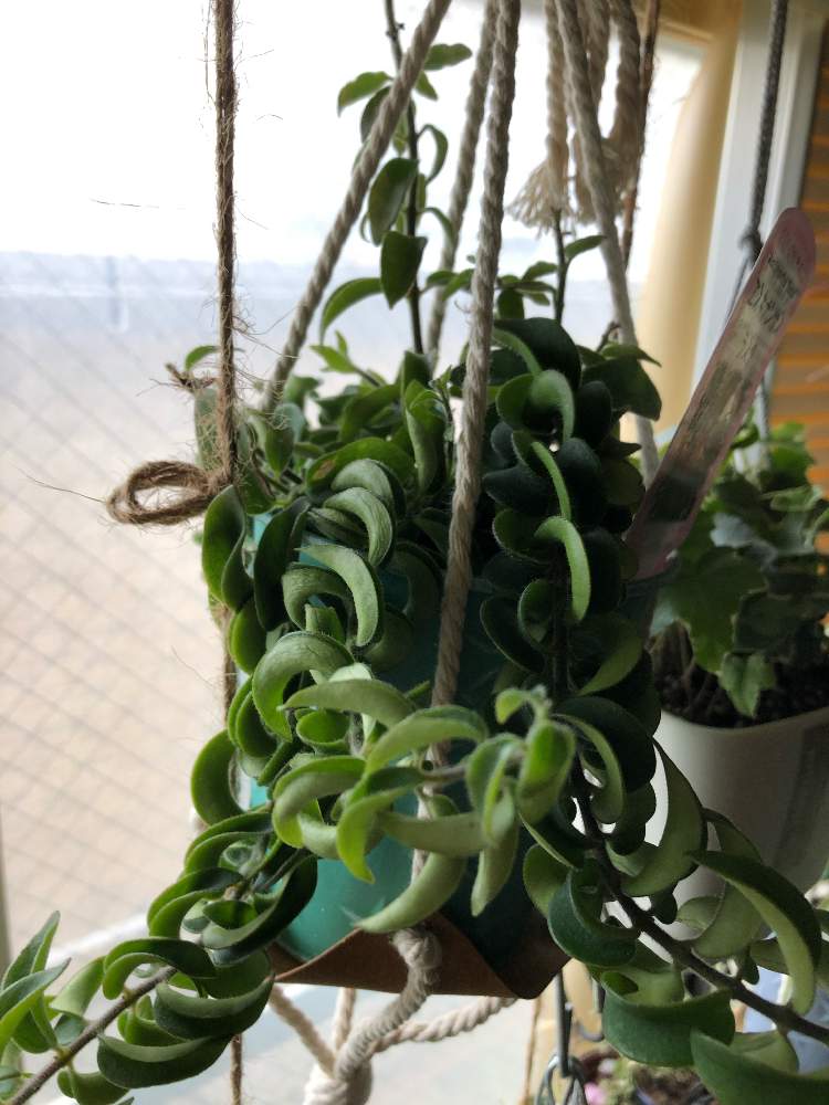 窓辺の画像 by はむしょうさん | 窓辺とエスキナンサス ラスタと観葉植物と道産子タニラーとおうち園芸とHC行くと買っちゃうあるあると観葉植物のある暮らし