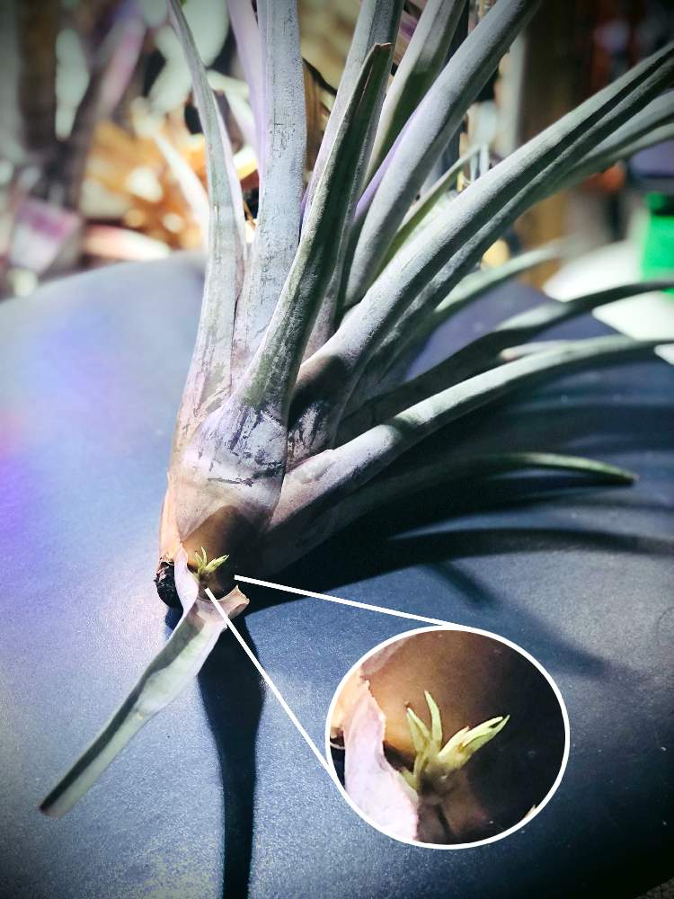 部屋の画像 by 月面旅行さん | 部屋とチランジア亜科とチランジア【エアプランツ】と植物のある暮らしとティランジア亜科とブロメリア科とおうち園芸とチランジア属とエアプランツとビザールプランツとエアープランツ/チランジア