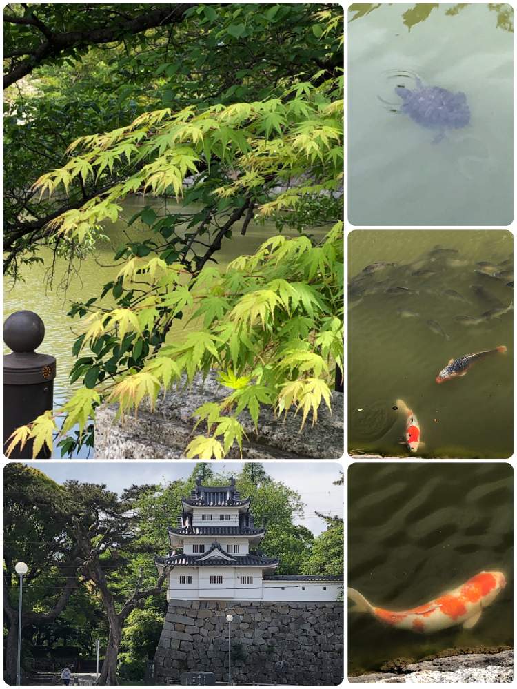 お出かけ先の画像 by フミさん | お出かけ先と散歩中と公園でとお濠とお城公園とモミジ♪と水辺の水曜日とお城