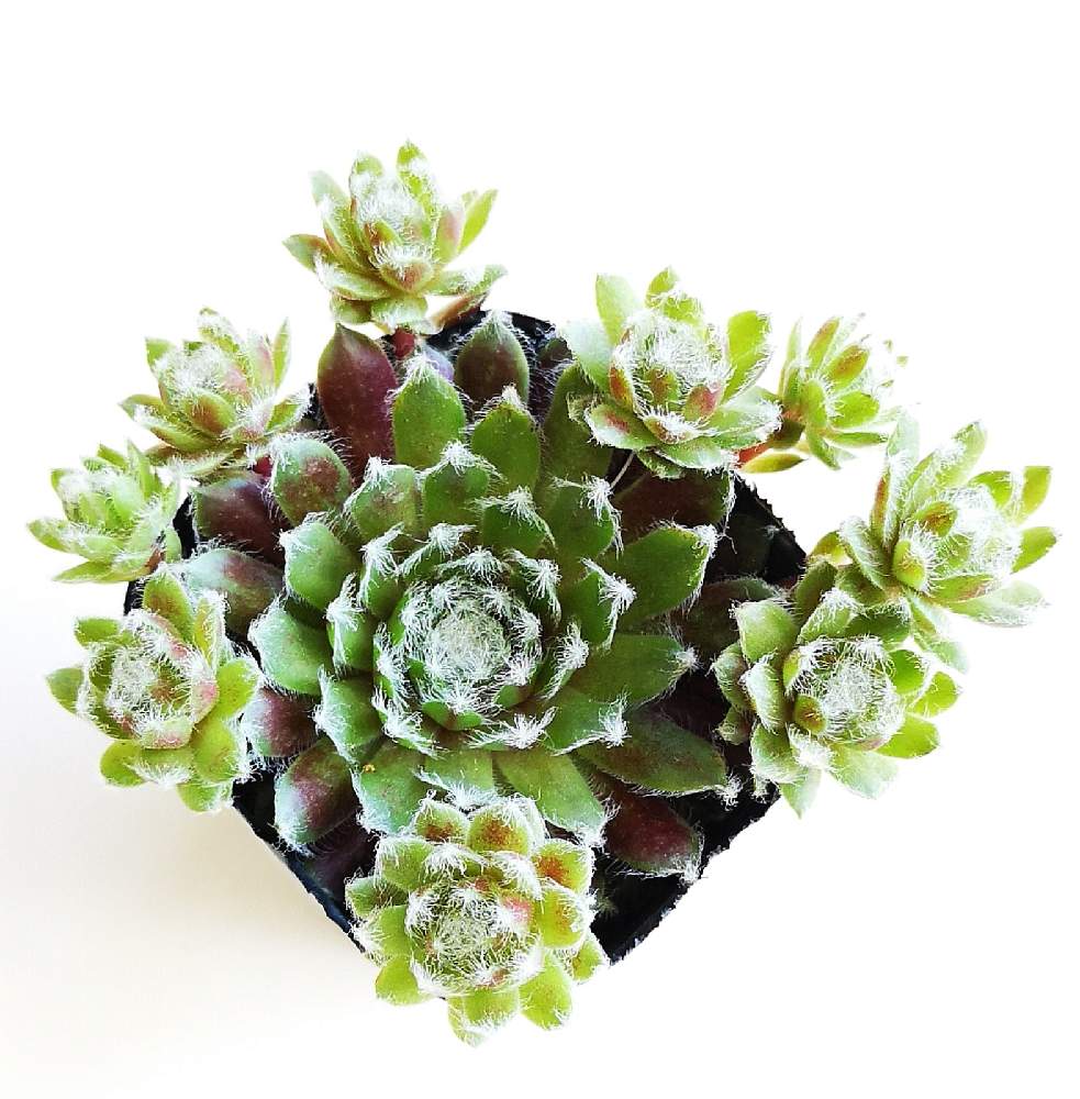 玄関の画像 by eyeさん | 玄関と名前を教えて!とセンペルとSempervivum.とsempervivumとAPOAと☆eye☆364とセンペルちゃんとセンペルビウム属と相談と三重県と名前を教えてくださいとAPOA 津店とセンペル中毒と☆eye☆センペルビウム属