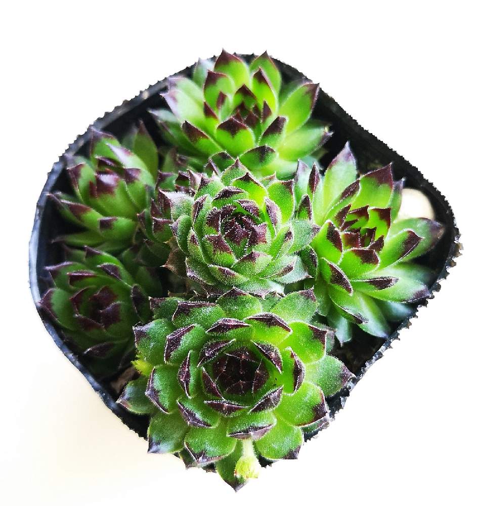 玄関の画像 by eyeさん | 玄関とSempervivum 'Reinhardt' とラインハルトとレインハードとsempervivumとAPOAと☆eye☆364とセンペルちゃんとセンペルビウム属と三重県とAPOA 津店とセンペル中毒と☆eye☆センペルビウム属と ラインハルトとラインハルト♡*゜と☆eye☆ら行とSempervivum 'Reinhardt' とレインハード。