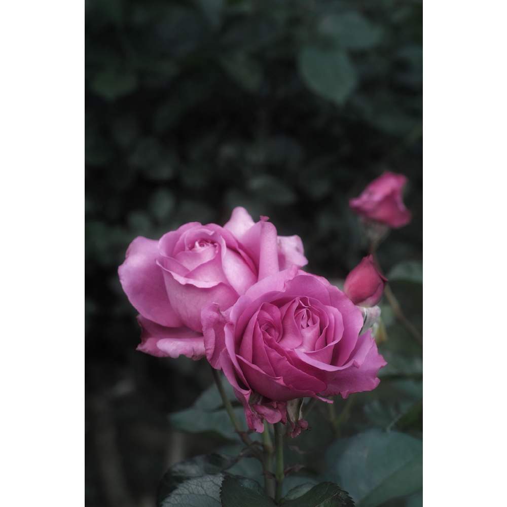 の画像 by nesoさん | プラムパーフェクトとnesoの薔薇と街中の娘さんと与野公園と水曜ローズショーとローカルカメラマンかな?!(笑)とFoveonと埼玉県さいたま市