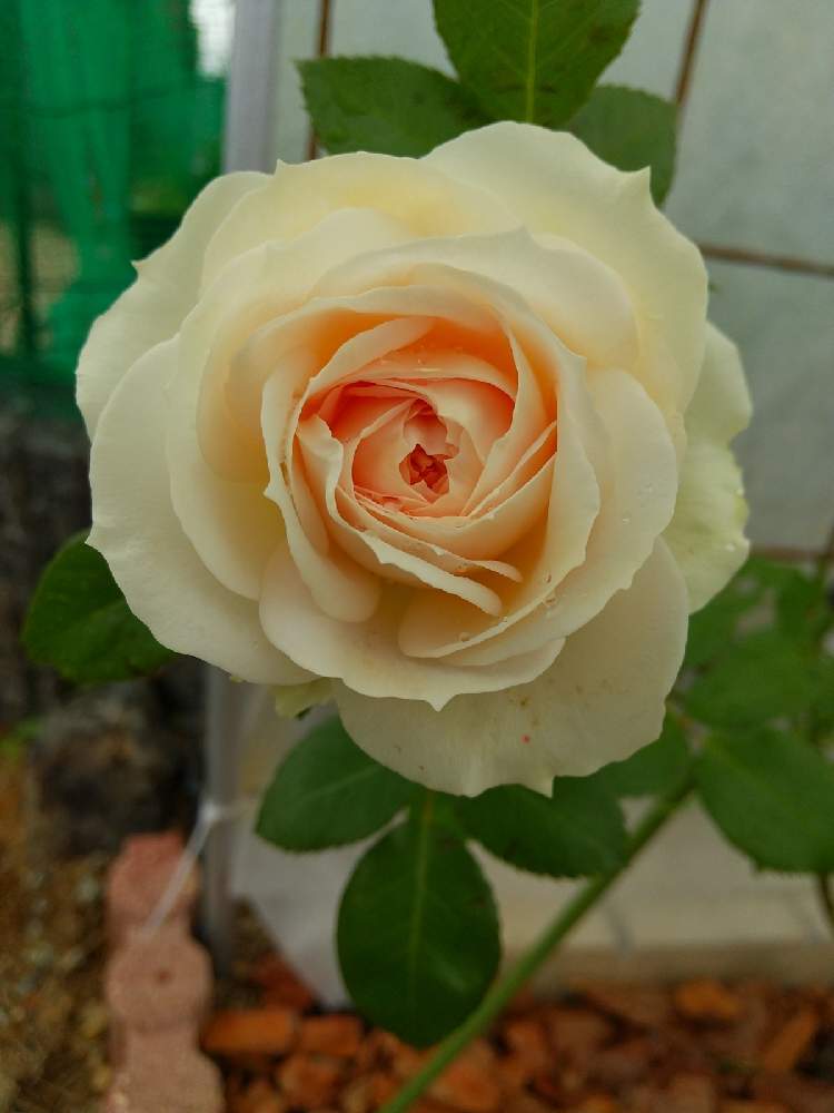 の画像 by えいきち×GARDENさん | トゲトゲとばら バラ 薔薇と露地植えとGS永ちゃん部と手作りの庭とCAT'S EYE MISSIONと庭づくりと本日撮影分と薔薇♪とえいきち★ガーデンと地植え
