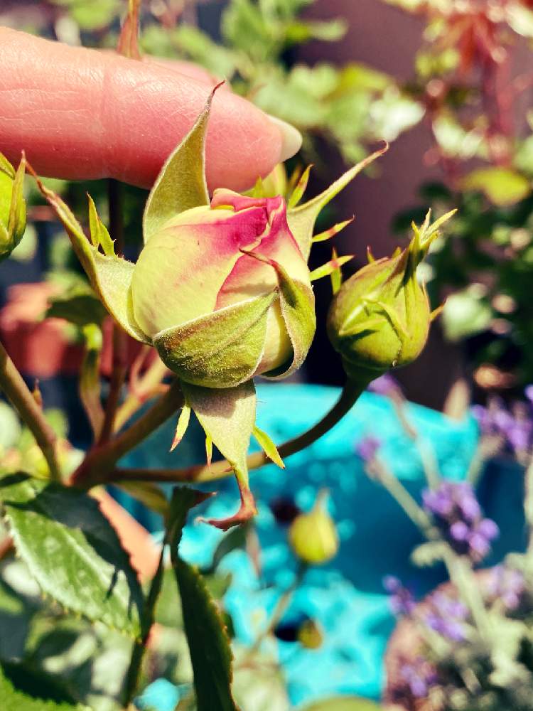 小さな庭の画像 by hanahiroさん | 小さな庭とピエール ドゥ ロンサールとばら バラ 薔薇と薔薇愛同盟と薔薇に魅せられてと手作りの庭とバラ・ピエールドゥロンサールと花に支えられてとつぼみと薔薇沼と小さな幸せ♡と高まるガーデニング熱と庭は私の宝物と薔薇♪と庭を作ろうとこの世は美しさで満ちていると植物に癒されて