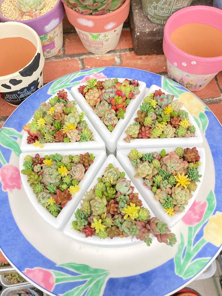 の画像 by ゆづパパさん | 多肉植物と多肉男子とリメ缶とマグネット付き調味料入れとダイソーと寄せ植えとGS映えと多肉植物寄せ植えとおうち園芸とリメ鉢と多肉女子とリメ缶・リメ鉢とタニラーと花のある暮らしと多肉寄せ植えとタニク初心者と多肉植物 エケベリアとダイソー産とちまちま寄せとセダムをかわいく育て隊とお気に入りの鉢と植物_2021
