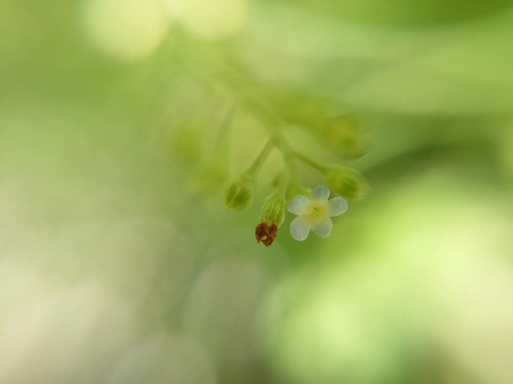 の画像 by たーぼー *さん | キュウリグサとムラサキ科と道端徘徊同盟と里山大好き協会とお写んぽとおめでとう♡と山野草大好き協会と長池オアシスと雑草と草花大好きとKBN46