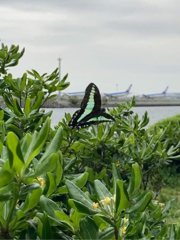 お出かけ先の画像 by ヤンビビさん | お出かけ先とトベラとつばさ公園羽田空港と水辺の風景と海辺の植物と花と蝶々とはな動物園とユーミンつながりとユーミンつながりの皆さんに感謝