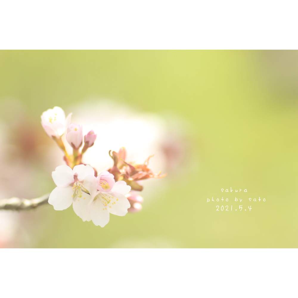 お出かけ先の画像 by Satoさん | お出かけ先とドリーミーフォトと花が咲く笑顔咲く PWフォトコン2021~キュン♡した瞬間部門~と癒しと多肉女子と風景とおしゃん歩と花のある暮らしと桜さくとふんわり写真